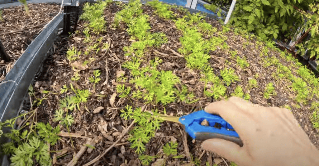 thinning carrot seedlings